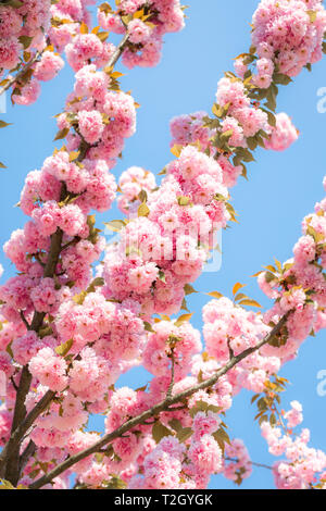 Belles fleurs de cerisier avec de délicates fleurs de Terry. Floraison rose branches de Prunus serrulata Kanzan cerisier japonais Banque D'Images