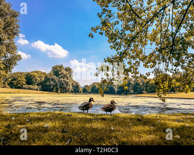 Vue panoramique de deux canards sur un lac à Rheinaue Park, à l'automne ou l'automne. Duck en Allemagne, Bonn, Rheunaue.Deux petits canards au bord du lac. Banque D'Images