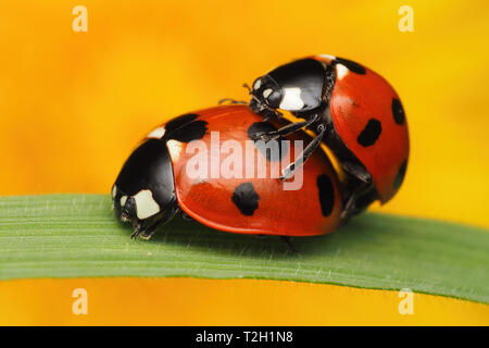 L'Accouplement 7-spot (Coccinella septempunctata) coccinelles sur brin d'herbe. Tipperary, Irlande Banque D'Images