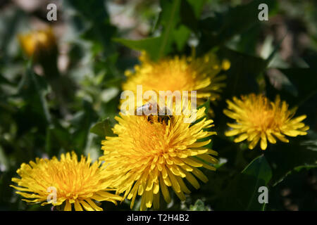 Close-up de la pollinisation des abeilles, fleurs jaune pissenlit dans un champ d'herbe verte au printemps Banque D'Images