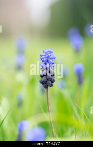 Muscari latifolium. Feuillus Muscaris fleurs dans un jardin anglais, pelouse. UK Banque D'Images