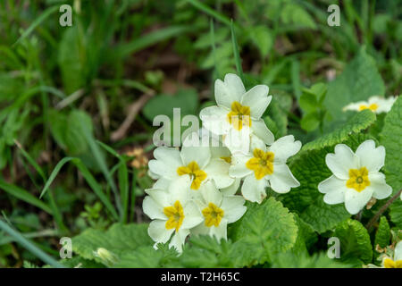 Primevères (Primula vulgaris) floraison parmi les graminées sur une banque de printemps dans le Devon Banque D'Images