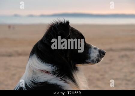 Chien sur une plage, les yeux dans l'océan avec distance historique Banque D'Images