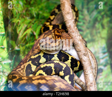 Vue rapprochée d'une améthyste (Python Morelia kinghorni) à Hartley's Crocodile Adventures, Captain Cook Highway, Wangetti, Queensland, Australie. Banque D'Images