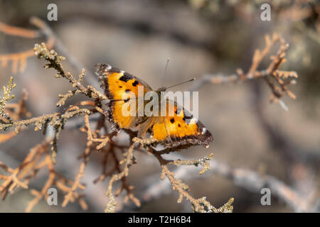 Papillon monarque sur un routeur Juniper tree Banque D'Images