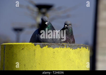 Macro de deux pigeons regardez dans votre face à face à l'église Saint-Joseph, flou de colombes se trouve sur un poste avec un port en arrière-plan sur le lac de Constance Banque D'Images