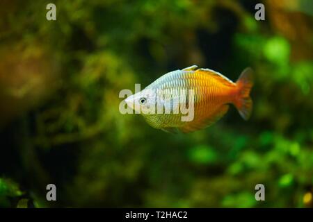 L'Boeseman rainbowfish (Melanotaenia boesemani) dans un aquarium, captive, Allemagne Banque D'Images