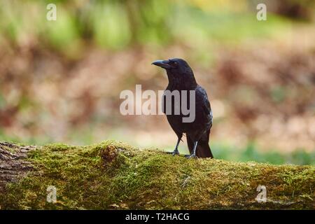 Corneille noire (Corvus corone) au printemps, Franconia, Bavaria, Germany, Europe Banque D'Images