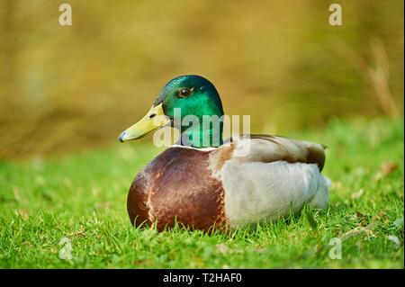 Le Canard colvert (Anas platyrhynchos), homme, couché dans l'herbe, Bavière, Allemagne Banque D'Images