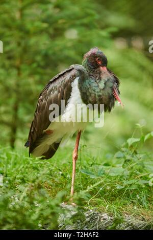 La cigogne noire (Ciconia nigra) debout sur une jambe, le parc national de la forêt bavaroise, Bavière, Allemagne Banque D'Images