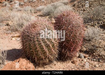 Cactus Ferocactus acanthodes (Canon), la Vallée de Feu, Nevada, USA Banque D'Images