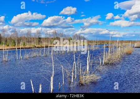 Zone d'extraction de tourbe inondée avec des bouleaux (Betula pubescens) dans ciel nuageux, Nicklheim moor basale, Préalpes, Haute-Bavière, Bavière Banque D'Images