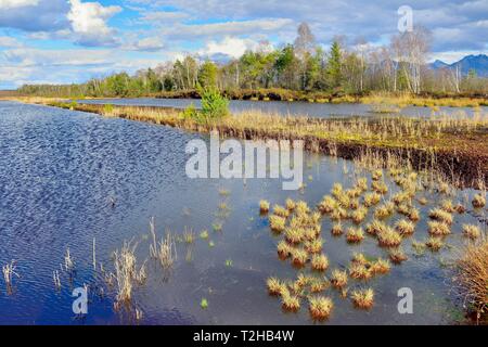 Les zones d'extraction de tourbe inondée avec roseau commun (Phragmites australis) et de bouleaux (Betula pubescens), Grundbeckenmoor, Nicklheim Voralpenland, Upper Banque D'Images