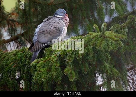 Bois commun pigeon (Columba palumbus) se trouve dans un chêne, Schleswig-Holstein, Allemagne Banque D'Images