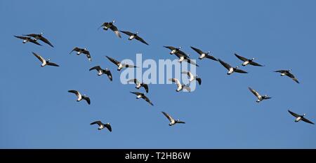 La bernache nonnette (Branta leucopsis), troupeau d'oiseaux volant en face d'un ciel bleu, Mer du Nord, au nord de la Frise, Schleswig-Holstein, Allemagne Banque D'Images