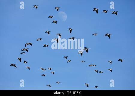 La bernache nonnette (Branta leucopsis), troupeau d'oiseaux volant en face d'un ciel bleu, Mer du Nord, au nord de la Frise, Schleswig-Holstein, Allemagne Banque D'Images