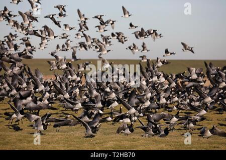 La bernache nonnette (Branta leucopsis), flying flock of birds, côte de la mer du Nord, la Frise du Nord, Schleswig-Holstein, Allemagne Banque D'Images