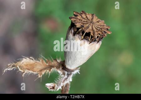 Pavot d'Orient (Papaver orientale), capsule, Allemagne Banque D'Images