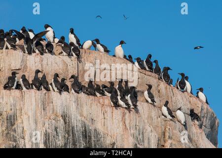 La marmette de Brünnich (Uria lomvia), colonie sur les falaises d'Alkefjellet, Svalbard, Norvège Banque D'Images