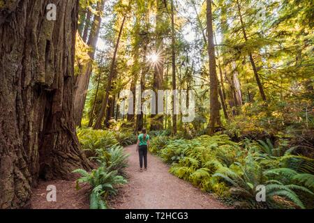 Jeune femme sur un sentier de randonnée à travers la forêt de séquoias côtiers (Sequoia sempervirens) et de fougères, une végétation dense, Jedediah Smith Redwoods Banque D'Images