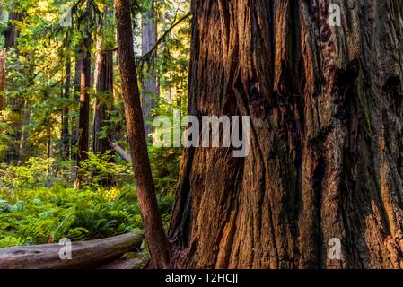 De l'épais tronc d'arbre Sequoia sempervirens (Sequoia sempervirens), détail, Jedediah Smith Redwoods State Park, Simpson-Reed Trail, California, USA Banque D'Images