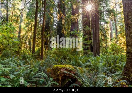 Séquoias côtiers (Sequoia sempervirens), sunbeam brille à travers la forêt de fougères, une végétation dense, Jedediah Smith Redwoods State Park Banque D'Images