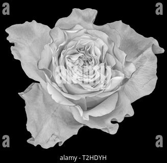 Fine art still life macro monochrome d'une seule fleur rose blanc isolé dans vintage style de peinture sur fond noir Banque D'Images