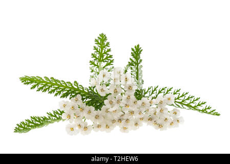 Fleurs de millefeuille blanc isolé sur fond blanc. Banque D'Images