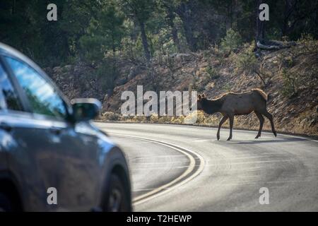 Wapiti (Cervus canadensis) traverse une route en face de voiture, conduite, de passage de la rive sud, le Parc National du Grand Canyon, Arizona, USA Banque D'Images