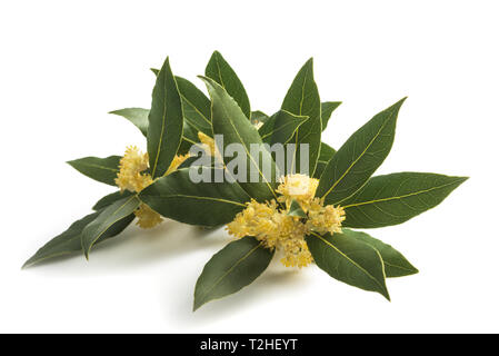 Laurel branch with flowers isolated on white Banque D'Images