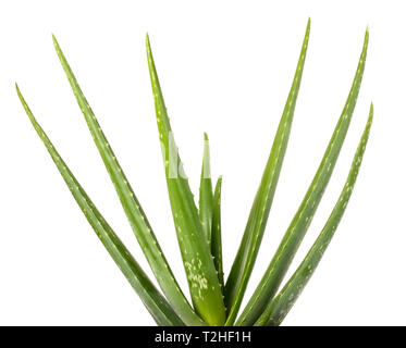 Aloe vera plant isolé sur fond blanc Banque D'Images