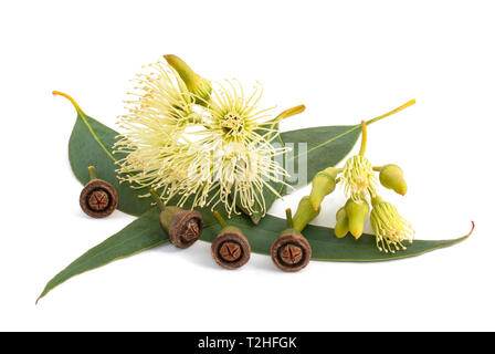 Des feuilles d'eucalyptus avec des fleurs et des graines isolated on white Banque D'Images