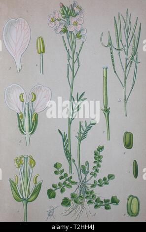 Cardamine des prés (Cardamine pratensis), illustration historique de 1885, Allemagne Banque D'Images