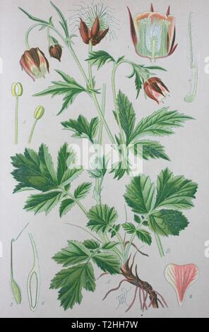 (Geum rivale benoîte de l'eau), l'illustration historique de 1885, Allemagne Banque D'Images