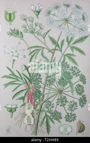 Cowbane (Cicuta virosa), illustration historique de 1885, Allemagne Banque D'Images