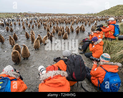 Les touristes photographiant king penguin chicks à Salisbury Plain, South Georgia Island, Antarctica Banque D'Images