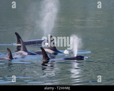 L'épaulard résident pod, Orcinus orca, surfaçage à Chatham Strait, sud-est de l'Alaska, États-Unis d'Amérique Banque D'Images