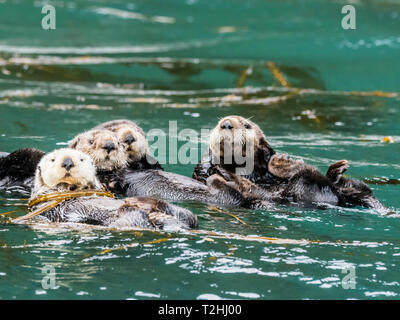 Un radeau de loutres de mer, Enhydra lutris, toilettage leur fourrure dans le varech dans le sud-est de l'Îles, Inian Alaska, États-Unis d'Amérique Banque D'Images