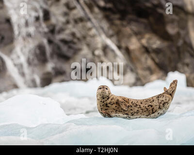 Port adultes, Phoca vitulina, sur glace au Glacier Sawyer Sud, Tracy Arm, Alaska, États-Unis d'Amérique Banque D'Images