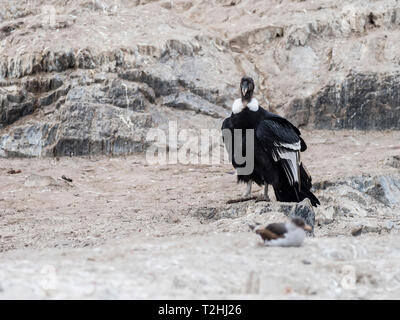 Une femelle adulte condor des Andes, Vultur gryphus, sur la petite île dans le canal de Beagle, Ushuaia, Argentine, Amérique du Sud Banque D'Images