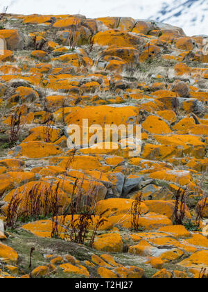 Les lichens, élégant, Lichen Mer Orange Caloplaca marina, couvrant la surface d'une petite île dans le canal de Beagle, Ushuaia, Argentine, Amérique du Sud Banque D'Images