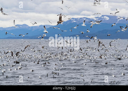 Chilien Stercorarius skua, adultes chilensis, harcelant le varech goélands pour forcer la régurgitation, le Canal de Beagle, l'Argentine, l'Amérique du Sud Banque D'Images