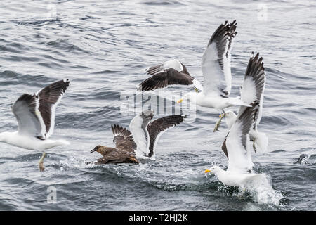 Chilien Stercorarius skua, adultes chilensis, harcelant le varech goélands pour forcer la régurgitation, le Canal de Beagle, l'Argentine, l'Amérique du Sud Banque D'Images