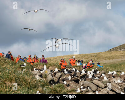 Albatros à sourcils noirs Thalassarche melanophris, en vol, près de touristes sur l'île de West Point, Îles Falkland, Océan Atlantique Banque D'Images