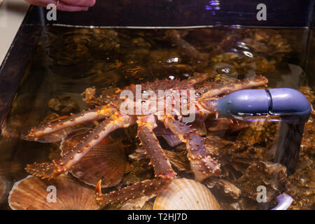 Fruits de mer frais dans le restaurant aquarium, gros crabe du Kamtchatka, les pétoncles, les huîtres. Concept alimentation saine, vie, utile, de délicatesse, de repas de régime Banque D'Images