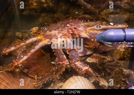 Fruits de mer frais dans le restaurant aquarium, gros crabe du Kamtchatka, les pétoncles, les huîtres. Concept alimentation saine, vie, utile, de délicatesse, de repas de régime Banque D'Images