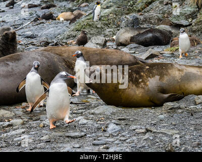 Manchots adultes, Pygoscelis papua, parmi les éléphants de mer à Elsehul, South Georgia Island, Océan Atlantique Banque D'Images