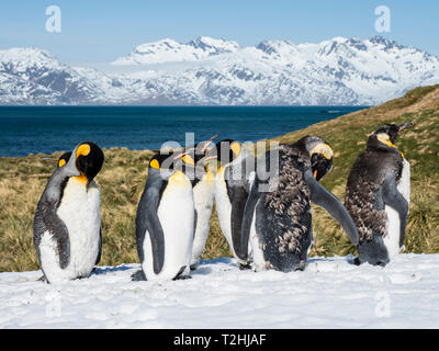 Adultes en mue, le manchot royal Aptenodytes patagonicus, dans la neige à Grytviken, South Georgia Island, Océan Atlantique Banque D'Images