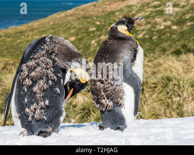 Adultes en mue, le manchot royal Aptenodytes patagonicus, dans la neige à Grytviken, South Georgia Island, Océan Atlantique Banque D'Images