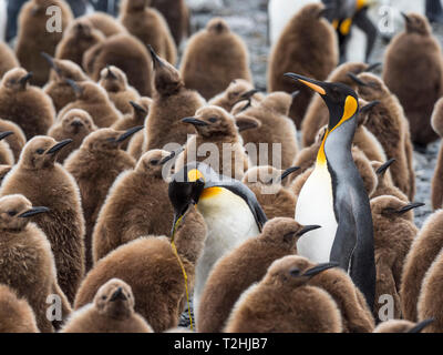 Manchots royaux adultes, Aptenodytes patagonicus, chez les poussins à la plaine de Salisbury, South Georgia Island, Océan Atlantique Banque D'Images